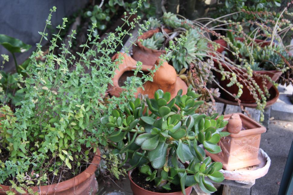 Thyme