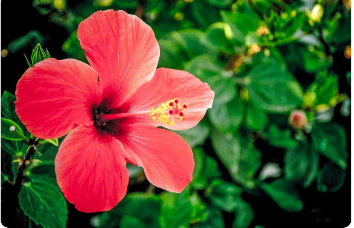 Hibiscus Flowers