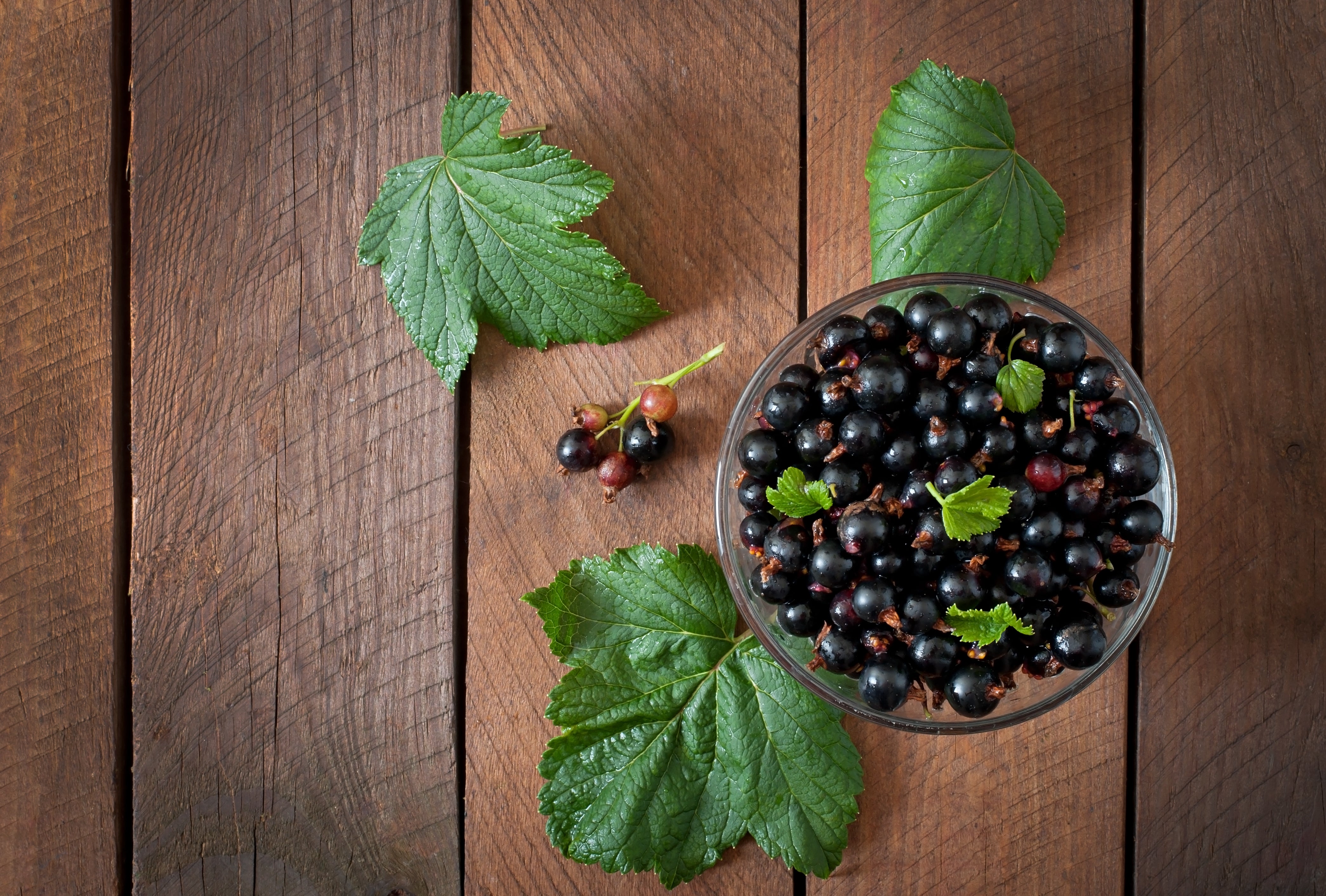 Elderberry